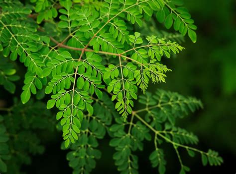 The many benefits and dangers of moringa