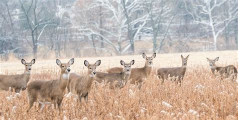 Prime Deer Feeding Times: Maximize Your Hunting Success