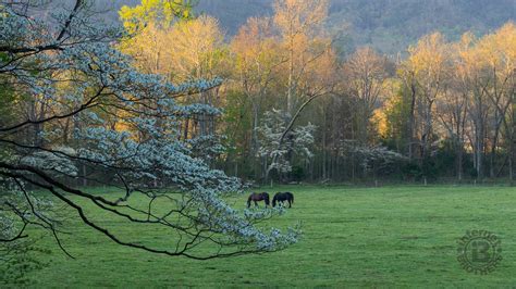 Meanderthals | Walking the Cades Cove Loop Road, Great Smoky Mountains ...