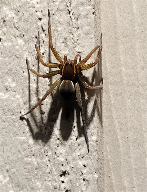Biggest Wolf Spider In Michigan at Hayley Pell blog