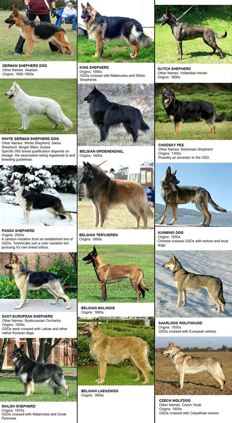 Dog Breeds by k-hots on DeviantArt | Dog breed names, Dog breeds chart ...