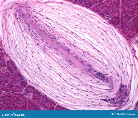 Pacinian Corpuscles
