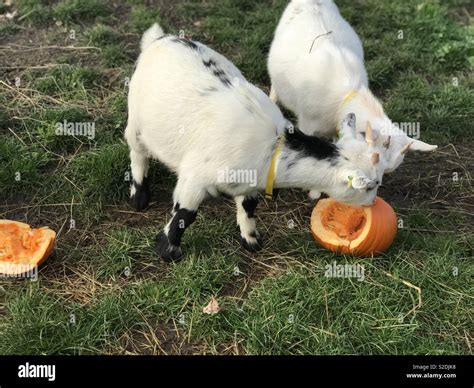Cute goats hi-res stock photography and images - Alamy