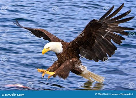Alaska Bald Eagle Attacking a Fish Stock Photo - Image of environment ...