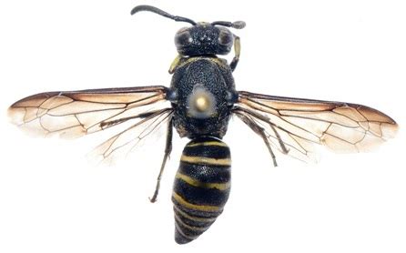Vespidae