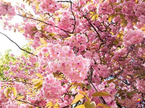 Define Blossom, Blossom Meaning, Blossom Examples, Blossom Synonyms ...