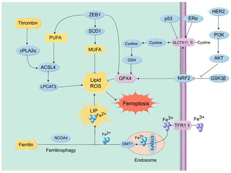 Natural Compounds as Modulators of Ferroptosis: Mechanistic Insights ...