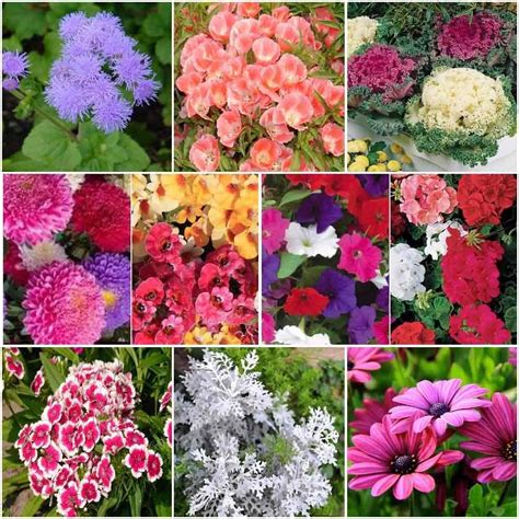 Flower seeds Pot Plants Winter Flowers-10 Packets (Ageratum 50 Seeds ...