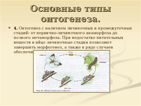 Процесс индивидуального развития- онтогенез