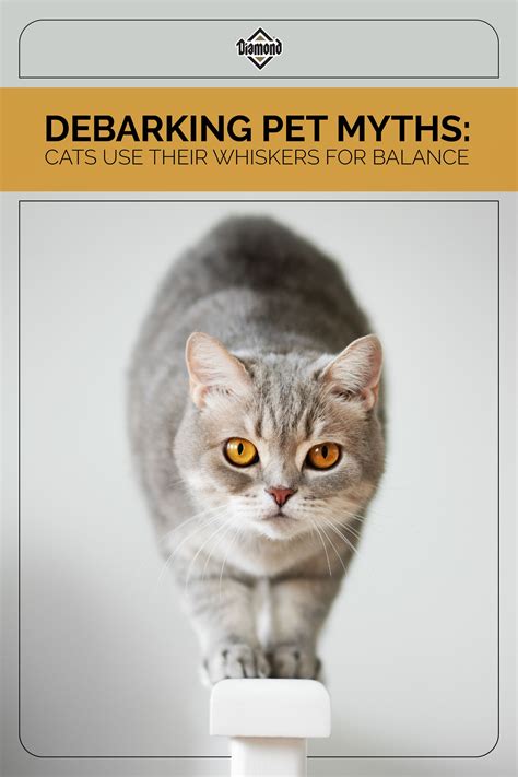 Debarking pet myths cats use their whiskers for balance – Artofit