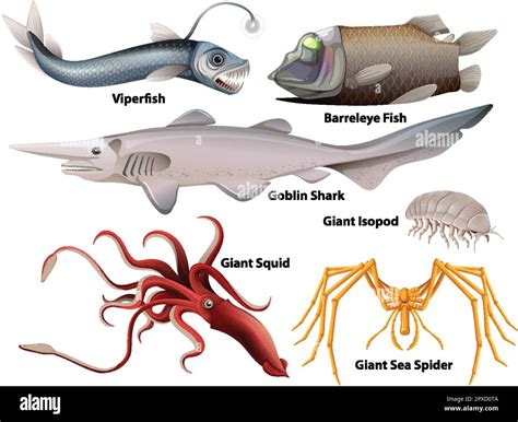 Barreleye Fish Diagram
