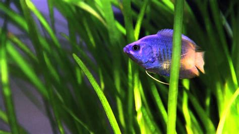 Bildergebnis für powder blue gourami