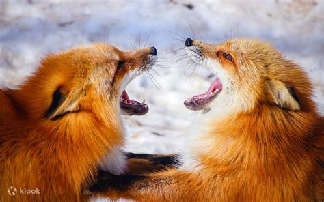 Miyagi and Yamagata Healing Tour｜Zao Fox Village, Shiroishi Onmen ...