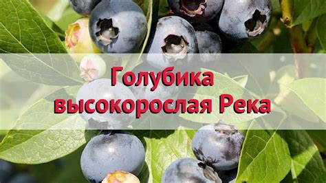 Голубика высокорослая Река 🌿 Обзор: посадка и уход. крупномеры голубики ...
