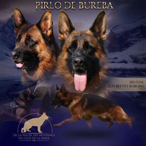 Berger Allemand 的图像结果