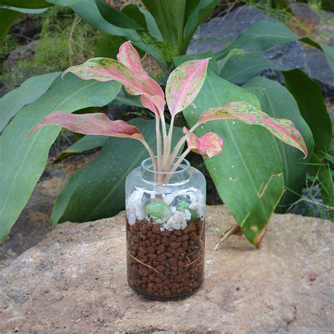 Verde Pomade Water Terrarium Kit