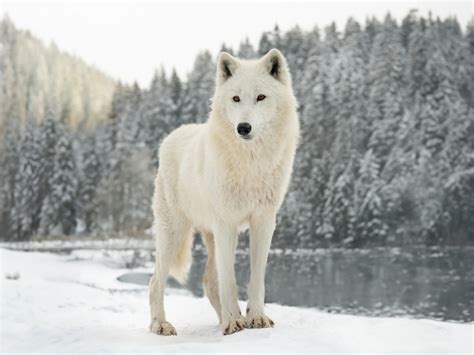 Arctic Wolf 2025: Incredible Facts, Habitat, Diet & More
