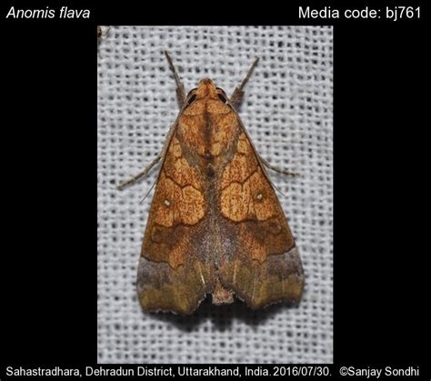 Anomis flava | Moths