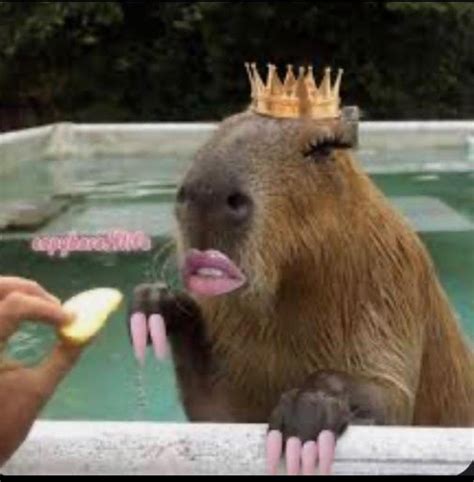 Capybara in 2023 | Cute Funny Animal