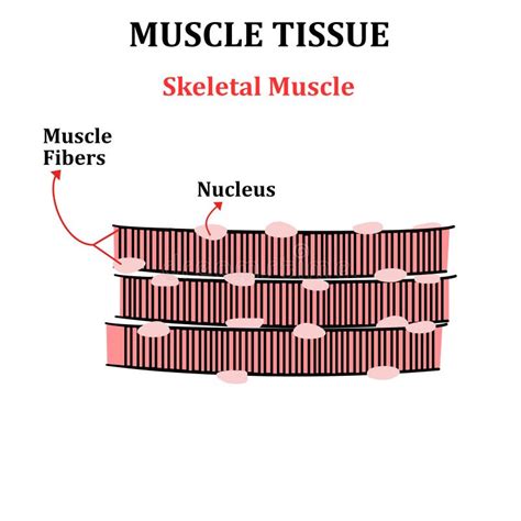 Image result for Skeletal Muscle Tissue Function