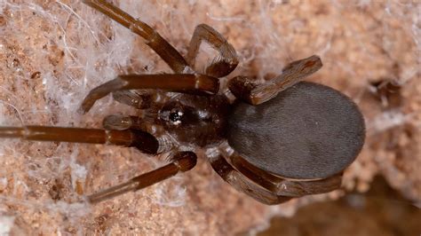 Southern House Spider Animal Pictures | A-Z Animals