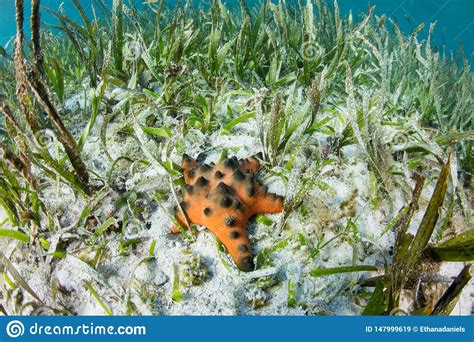 Chocolate Chip Starfish En Prado Del Seagrass Imagen de archivo ...