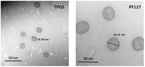 Polymeric Nanomicelles Loaded with Anandamide and Their Renal Effects ...