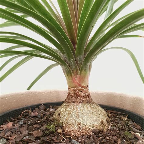 Beaucarnea Recurvata Ponytail Palm 20cm Pot | Indoor Plants– Plantsmith