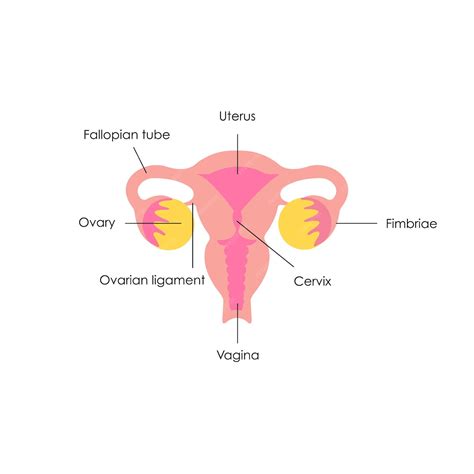 Premium Vector | Anatomical drawing The female uterus and ovariesThe structure of the uterus