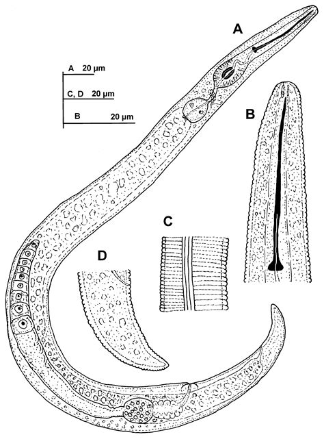 DNA Barcoding and Morphometry Reveal Further Cryptic Bio-Diversity within the Pin Nematode Genus ...