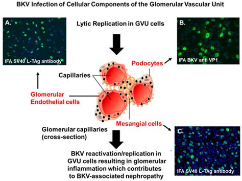 BK Polyomavirus Virus Glomerular Tropism: Implications for Virus ...