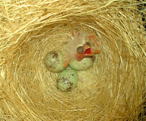 Kanarienvögel und Vogelbauer abzugeben in Dresden | Tiere | Kleinanzeigen