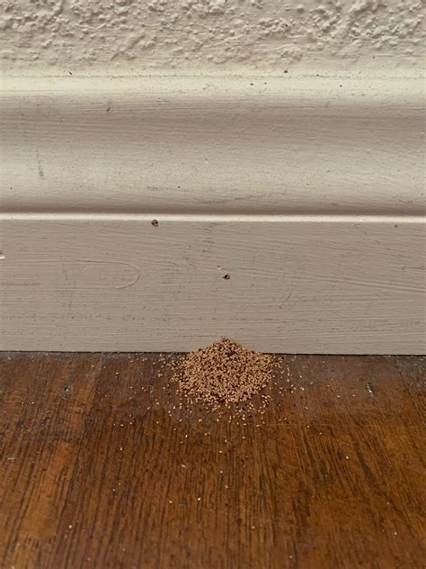 What bug is making this pile in the bedroom & what do I do about it ...