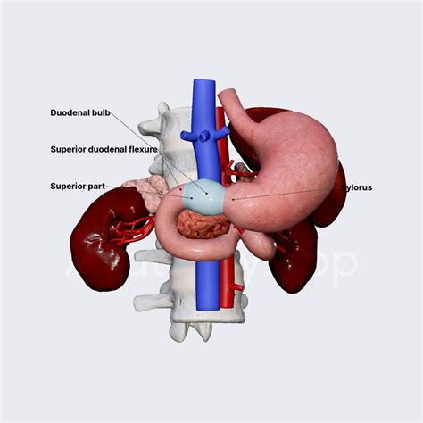 Image result for Duodenum Part