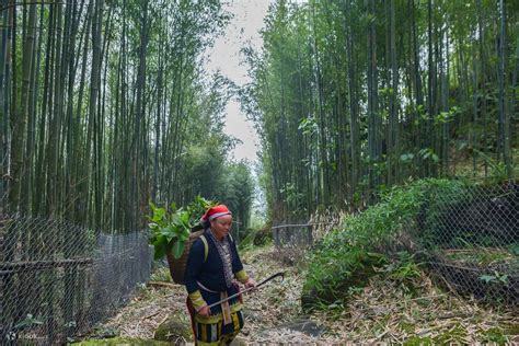Herbal Foot Bath and Leaf-picking Tour with the Red Dao People from ...
