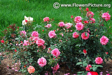 Pink Flowers Gallery 2, Pink flowers names and pictures