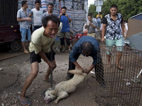 Yulin dog meat festival: Chinese city retains its appetite despite ...