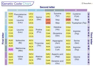 Genetic Code Chart 的图像结果