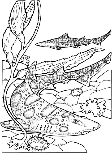 33 Free Shark Coloring Pages Printable