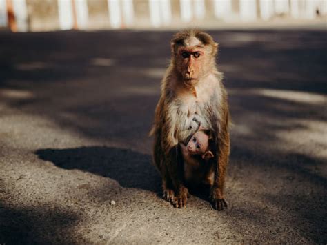 Image result for Colorful Primates