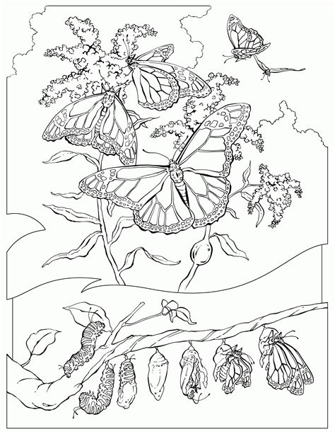 Monarch Butterfly Coloring Page Printable Free - Free Math Worksheet ...