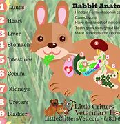 Image result for Rabbit Care Line