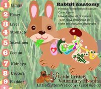 Image result for Cute Pet Bunny Rabbits