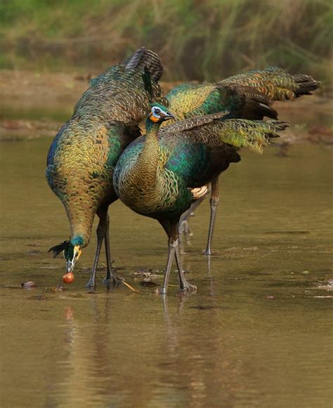 Peacock Origins: Where Are Peacocks Indigenous?
