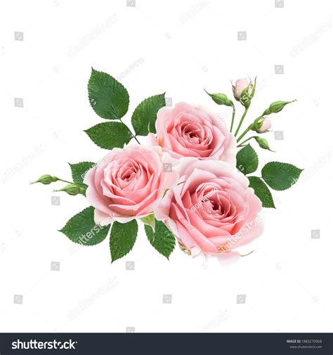 Light Pink Rose Clip Art