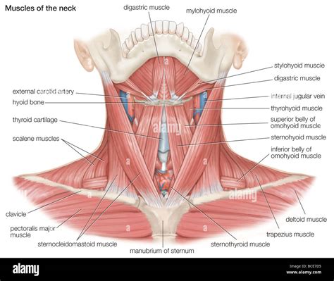 Anatomía De Los Músculos Del Cuello Humano – BVMEM