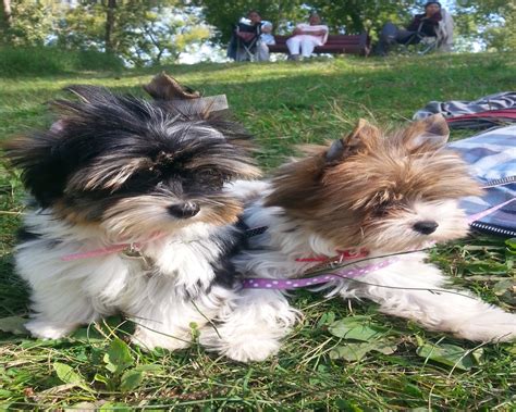 YYC Rare Yorkies | Yorkshire Terrier Breeder | Calgary, Canada