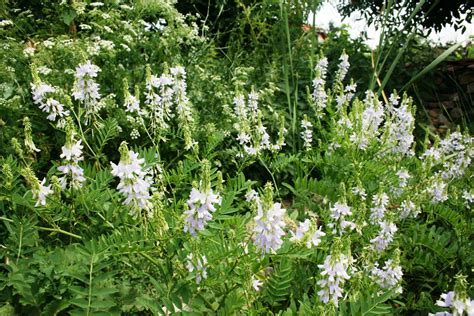 Nitrogen Fixing Plants - Webinar