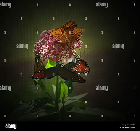 Butterflies on Flower Stock Photo - Alamy