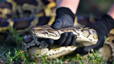 Over 200 python snakes captured in Florida during 2022 Florida Python ...
